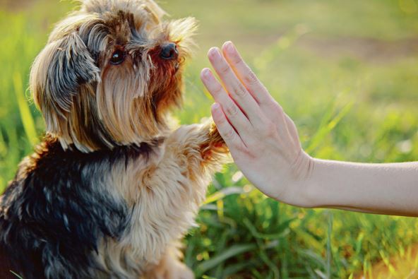 daje-vam-sapu--stockphotoyorkshireterriergivespawhisownercloseupwithhumanhand447853087.jpg