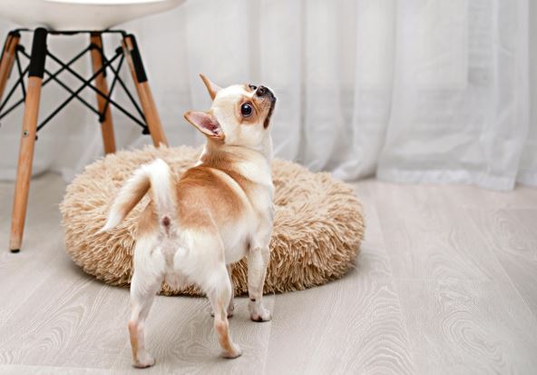 uz-glosu---stockphotoachihuahuadogstandswithitsbacktothecameraagainstabackgroundofablurreddogbedand2282636027.jpg