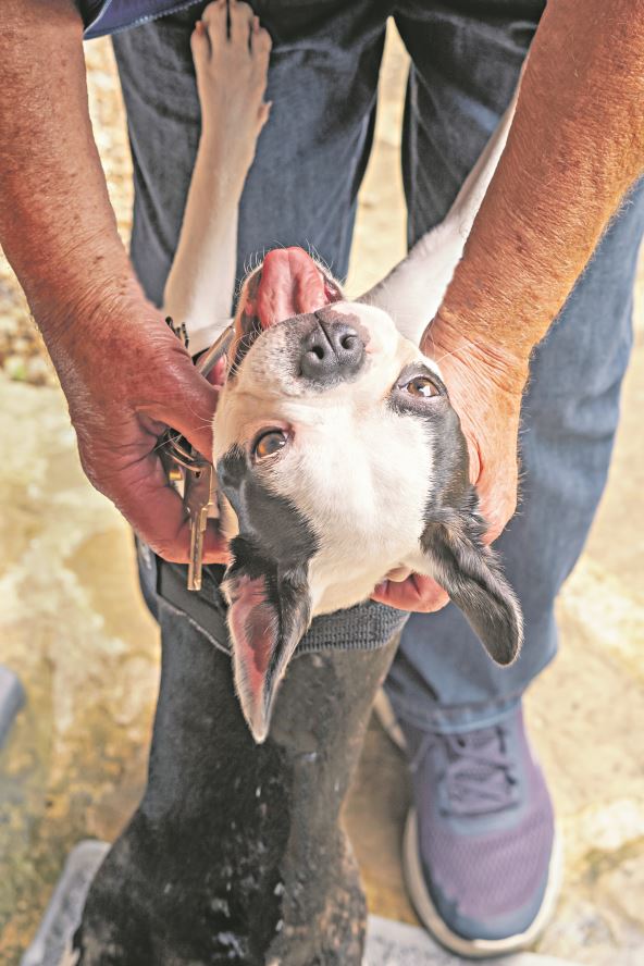 skacu-kad-dodjete-kuci-stockphotobostonterrierpuppysmilingandhappytomeetorwelcomeherownerherpawsareonhislegsand2036610734.jpg