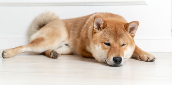 shutterstock-2260959047.jpg