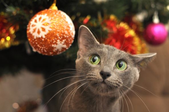 ukrase-okacite-malo-vise--stockphotoacatoftherussianbluebreedclimbedontothechristmastreeandplayswithchristmas1878546133.jpg