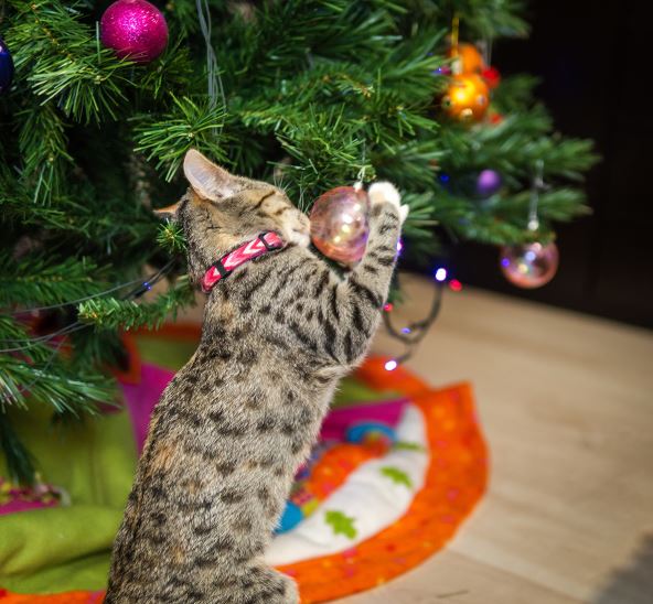 ukrase-okacite-malo-vise--stockphotopuppycatmessingupthechristmastreeknockingdowntheballs2225277463.jpg