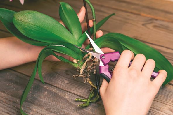 stockphotothegirlcutstherootsoftheorchidwithspecialscissorsorchidtransplantandcare1952151640.jpg