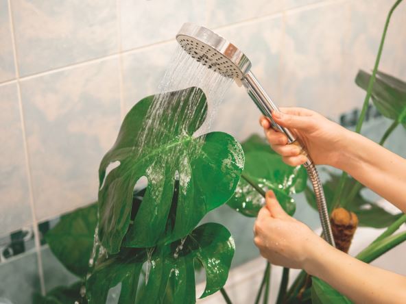 stockphotowashingleafmonsterafromdustundershowerinbathroomurbanjungleandhouseplantcareconcept2274089337.jpg