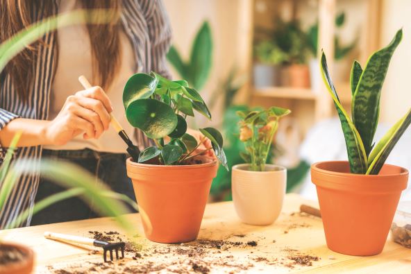 stockphotowomangardenerstakingcareandtransplantingplantaintoanewwhitepotonthewoodentable1917076760.jpg