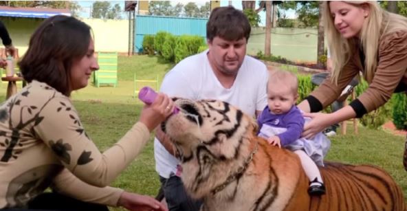 tigar7.jpg