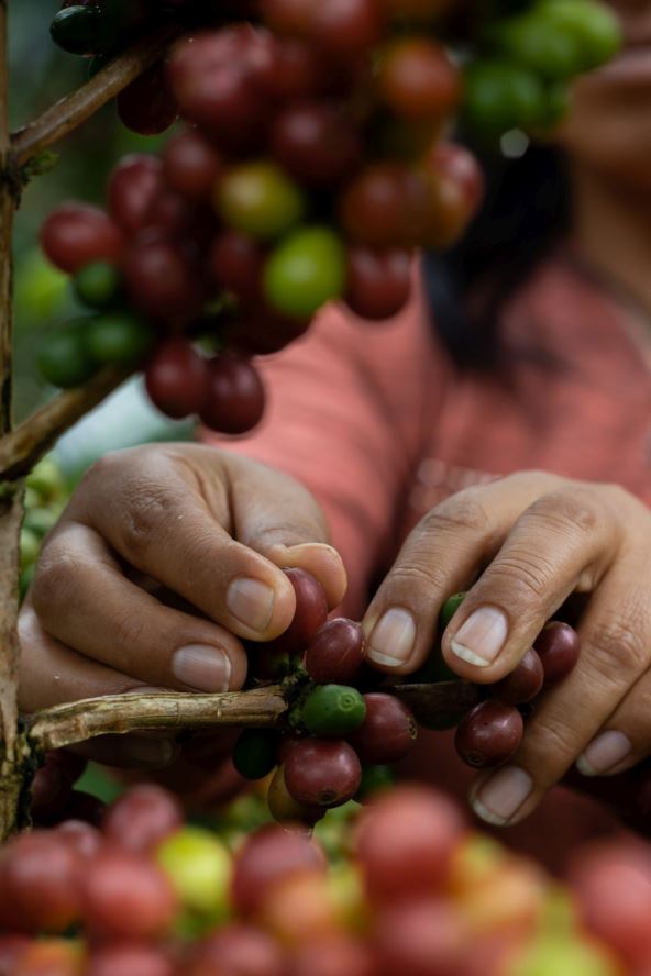 grand-kafa-peru-2.jpg