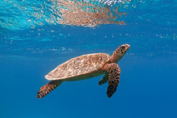 shutterstock-2266936291.jpg