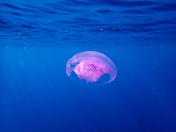 meduza-2.jpg