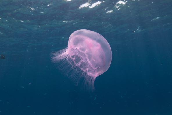 meduza-1.jpg