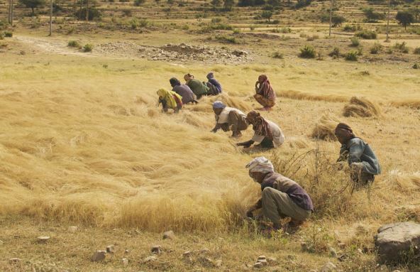the-teff-harvest-northern-ethiopia-3131617016.jpg