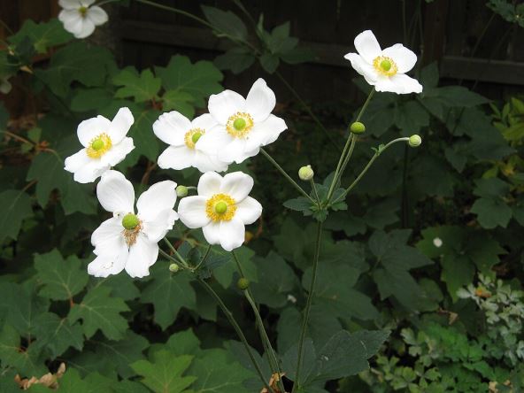 japanese-anemone-honorine-jobert.jpg
