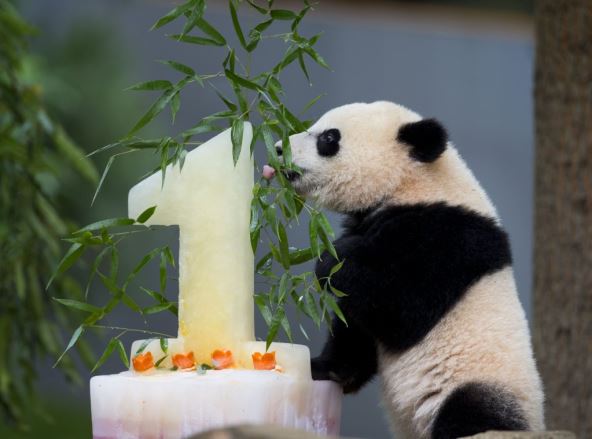 panda-slavi-rodjendan.jpg