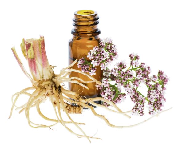dostupni-preparati----stockphotohealingplantsvalerianvalerianaofficinaliswithrhizomeandflowers222612847.jpg