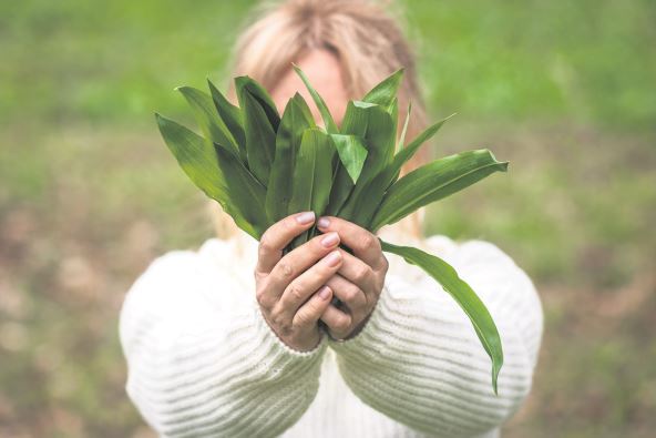 antri--stockphotowildgarlicalliumursinuminfemalehandwomanholdingbunchofherbalramsonleavesinforest2123693723.jpg