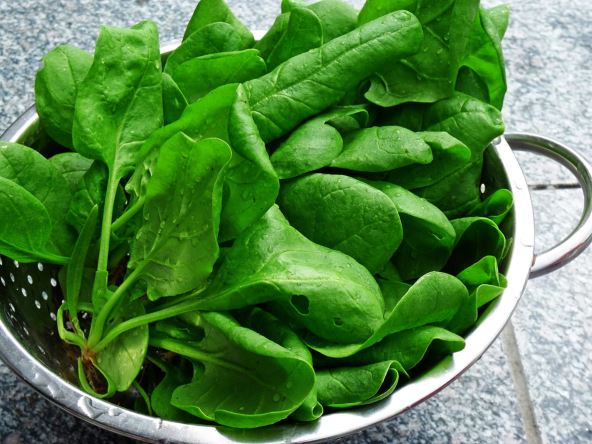 stock-photo--spinach-52471888.jpg