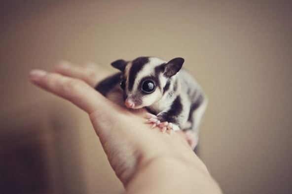 sugar-glider.jpg