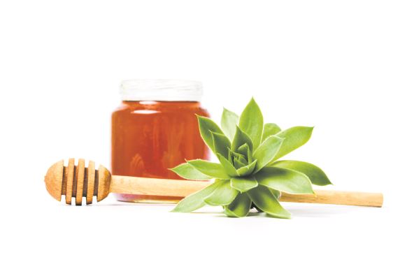 stock-photo-jar-of-honey-with-houseleek-plant-isolated-1100501813.jpg