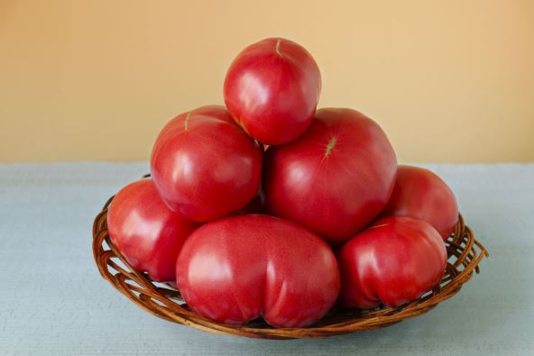 PARADAJZ  stock-photo-ripe-very-large-tomatoes-in-a-wooden-basket-on-a-colored-background-706083583.jpg