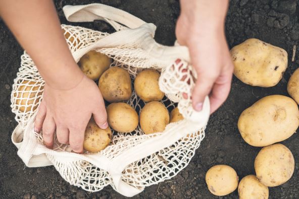 KROMPIR  stock-photo-close-up-view-of-a-woman-s-hands-collecting-potatoes-and-putting-them-in-a-bag-agricultural-worker-2206413067.jpg