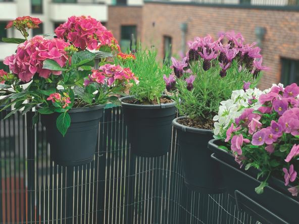 PRAVILNA VENTILACIJA I RAZMAK IZMEDJU BILJAKA   stock-photo-decorative-flower-pots-with-blooming-balcony-flowers-pink-hydrangea-purple-violet-lavender-and-2154949101.jpg