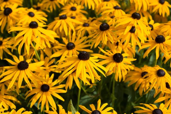 shutterstock_1415375615.jpg