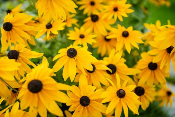 shutterstock_2469352507.jpg
