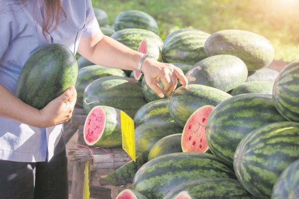 stock-photo-woman-buying-fresh-watermelon-find-the-best-results-2433574255.jpg