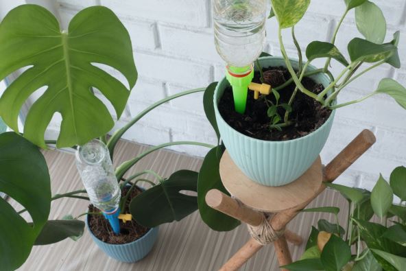 1 SAMOZALIVANJE stock-photo-smart-plastic-bottle-auto-drip-water-irrigation-system-keeps-plants-hydrated-during-vacation-2038021268.jpg