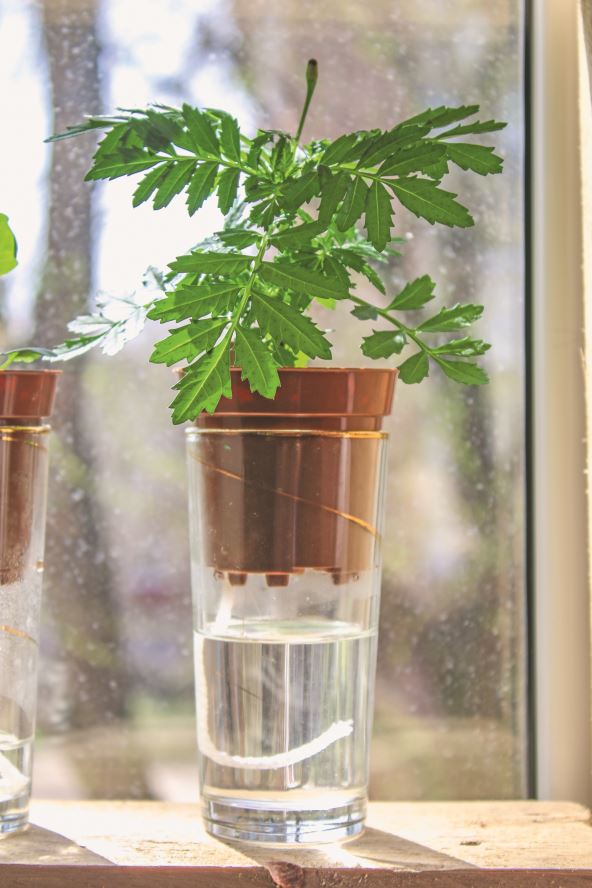 3 SAMOZALIVANJE  stock-photo-wick-watering-plants-in-pots-on-glasses-stand-on-a-shelf-on-a-window-1069981889.jpg