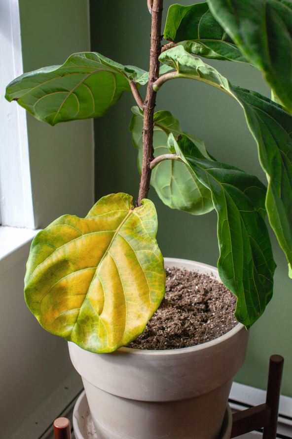 A kad se vratite  stock-photo-a-beautiful-fiddle-leaf-fig-houseplant-sits-in-a-pot-by-a-window-for-bright-indirect-light-but-1929471167.jpg
