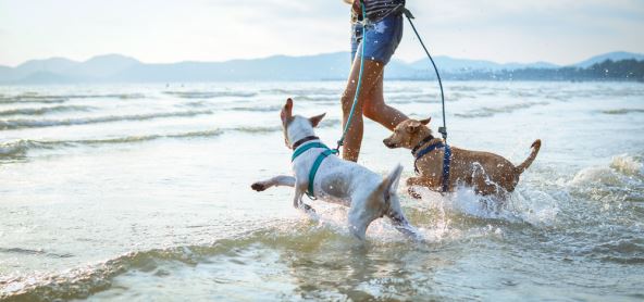 shutterstock_584728828.jpg