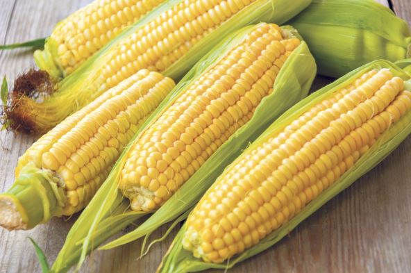 KAKO ODABRATI NAJBOLJI  stock-photo-fresh-corn-on-cobs-on-rustic-wooden-table-closeup-558689989.jpg