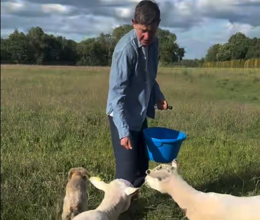 Elen Dedženeris hrani ovce