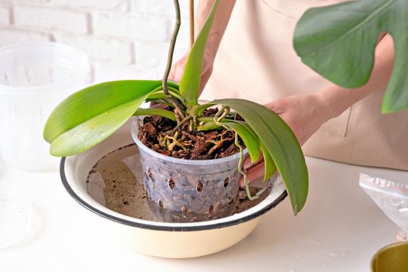 OPREZNO S VODOM  stock-photo-transplanting-orchid-plants-home-gardening-breeding-of-orchids-2277345825.jpg