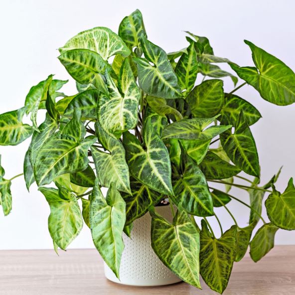 BUDITE STRPLJIVI  stock-photo-beautiful-lush-indoor-plant-syngonium-arrow-in-ceramic-pot-on-light-background-home-breeding-2478779477.jpg