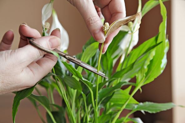 UKLONITE MRTVE DELOVE BILJKE  stock-photo-spathiphyllum-peace-lily-care-removing-dry-leaves-and-flowers-trimming-faded-flowers-and-dry-2551724875.jpg