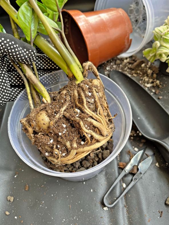 VIDITE IMA LI ZNAKOVA ZIVOTA  stock-photo-repotting-of-houseplant-succulent-transplanting-pot-for-zamioculcas-root-system-in-the-soil-2661185771.jpg