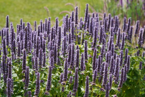Agastače, jesenja biljka koja cveta krajem leta i početkom jeseni