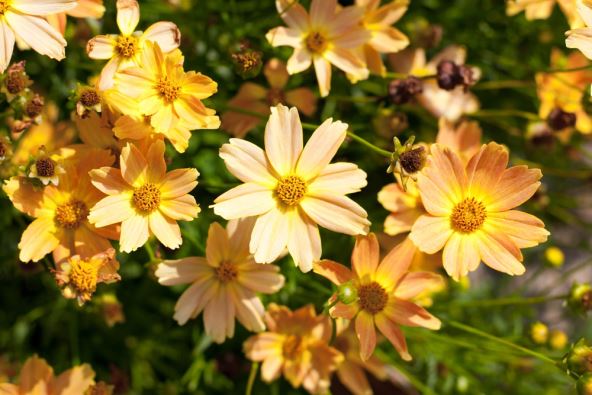 Korepsis jesenji cvet koji boji vašu baštu u prelepe boje