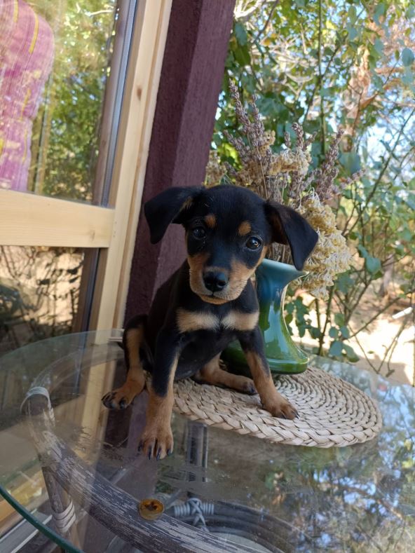 Ja sam Zoi i mnogo sam blesava, stalno bih da se igram.jpg