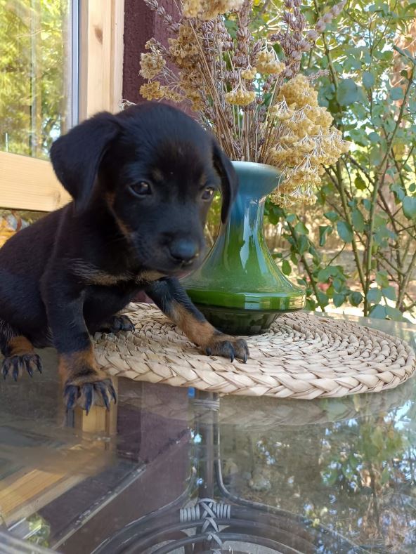 Ja sam Lili i mnogo sam nežna, stalno bih da se mazim.jpg