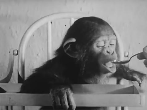 Šimpanza Gua eksperiment