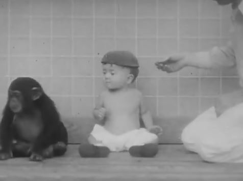 Šimpanza Gua eksperiment