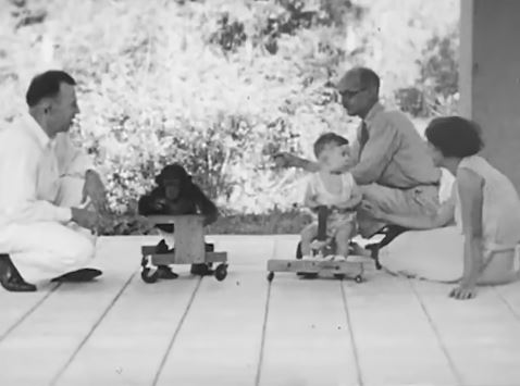 Šimpanza Gua eksperiment