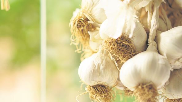 BELI LUK  stock-photo-organic-garlic-for-food-1084721093.jpg