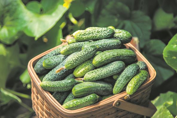 stock-photo-harvest-cucumbers-in-a-basket-selective-focus-food-2338310007.jpg