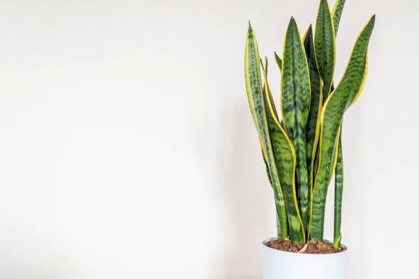 SANSEVERIJA  stock-photo-sansevieria-trifasciata-plant-on-white-background-other-name-snake-plant-mother-in-law-tongue-1673762890.jpg