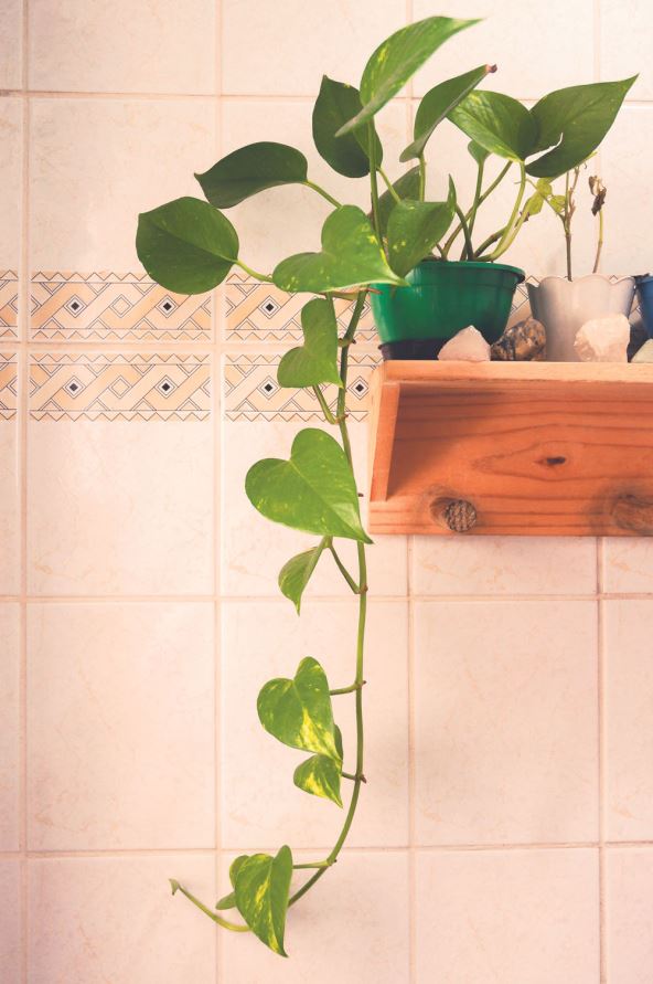 BRSLJAN LOZICA  stock-photo-that-decorated-corner-in-the-bathroom-makes-all-the-difference-2137443125.jpg