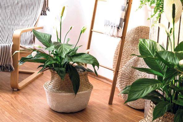 SPATIFILUM  stock-photo-beautiful-potted-plants-in-stylish-room-interior-design-elements-1632956203.jpg